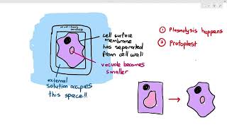 412 The Effect of Osmosis on Plant Cells Cambridge AS amp A Level Biology 9700 [upl. by Kcirre]