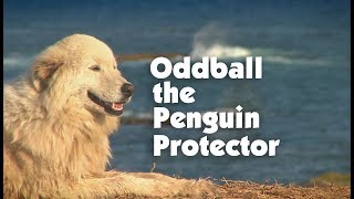 Meet The Penguin Protector Oddball [upl. by Malynda]