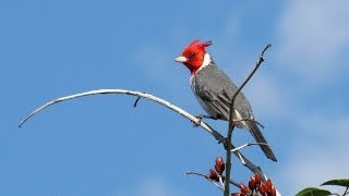 LOS HERMANOS CUESTAS como los pajaros [upl. by Carrelli965]