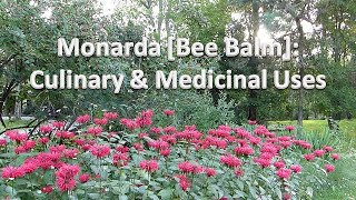 Bee Balm Monarda Medicinal and Culinary Uses [upl. by Mateusz]