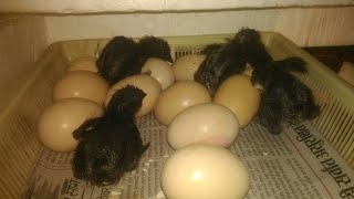 INCUBATOR HATCHING PROCESS FROM 18th TO 21th DAY [upl. by Idorb]