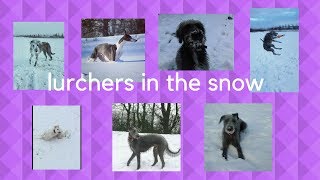 Lurchers in the snow [upl. by Emerson]