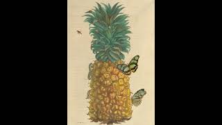 Maria Sibylla Merian Pineapple with butterflies [upl. by Oriaj916]