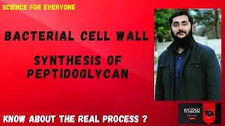 Biosynthesis of Peptidoglycan  Detailed amp Conceptional Explanation  Clear Images [upl. by Acnairb746]