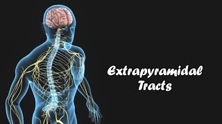 Tectospinal Rubrospinal Reticulospinal Vestibulospinal Olivospinal TractsDescending Tract Part2 [upl. by Thorlay401]