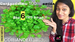 kothamalli valarpu tips in tamil  கொத்தமல்லி கீரை வளர்ப்பு grow coriander VeetuMaadi thottam [upl. by Idnym700]