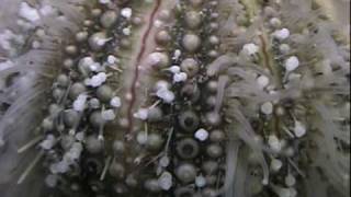 sea urchin pedicellariae [upl. by Carolle814]