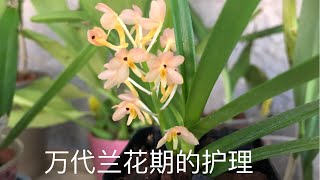 兰花万代兰花期的护理 我的第一棵开花的万代兰 V aurantiaca x V christensoniana [upl. by Kisung]