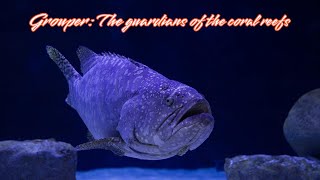 Grouper  The guardians of the coral reefs [upl. by Uolymme185]