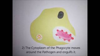 GCSEALEVELUNIVERSITY BIOLOGY Phagocytosis in 5 easy steps [upl. by Wolram]