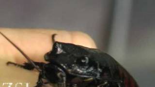 Amazing insects The Hissing Cockroach [upl. by Hgielrahc]