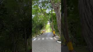 Baobab Beach Resort And Spa Maridadi Kolekole Beautiful Landscape Nature Pathways Green Diani Beach [upl. by Lehplar]