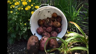 Harvesting Red Potatoes  When Are They Ready [upl. by Metts]