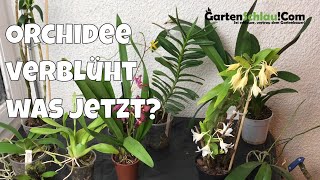 Was mache ich mit verblühten Orchideen  Alles über Orchideen 20  Gartenschlaucom [upl. by Atil]