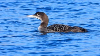 Great Northern Diver RedNecked Grebe RingNecked Duck in LisvaneLlanishen Reservoirs [upl. by Ainimreh819]