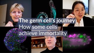 The germ cells journey How some cells achieve immortality [upl. by Rednazxela522]