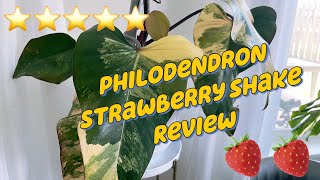 Philodendron Strawberry Shake Review [upl. by Isadore910]