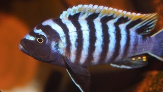 African Cichlid Species  Cynotilapia afra quotRed Top Dwarfquot Hai Reef Male and Female [upl. by Cherida]