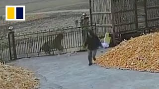 Chinese villager narrowly escapes wild tiger attack [upl. by Tor921]