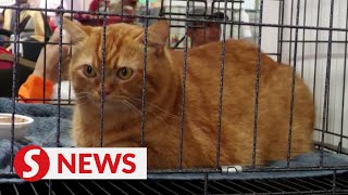 Ginger cat wins Garfield lookalike competition [upl. by Siuraj]