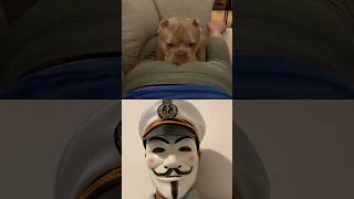 dog cat funny dog funny pets funnydogs comedy [upl. by Brnaby]