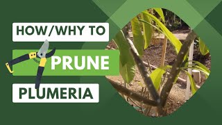 How and Why to Prune Your PlumeriaFrangipani [upl. by Button]