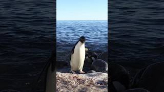 Adélie Penguins at Inexpressible Island  Antarctica Wildlife Wonders [upl. by Woehick247]