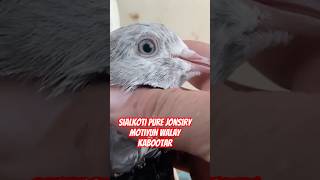 Check Karo  Sialkoti pure Jonsiry motiyun walay Kabootarkabootarclub pigeon bird pigeonsclub [upl. by Elora]