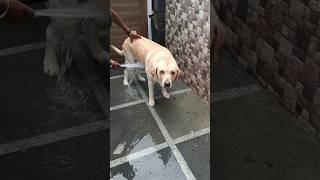 Big Dawgs😍  shorts music doglover cutepets trending labrador [upl. by Gershom435]