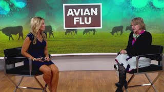 Avian Flu was recently found in US cows  What you need to know about the highly infectious bird flu [upl. by Rehpotsihrc]