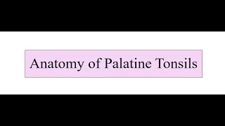 Anatomy of Tonsils [upl. by Mohun]