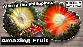 Amazing fruit with great health benefits  Best of Hala fruit or screwpine [upl. by Allez93]