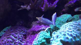 orange spotted filefish spawning [upl. by Elwira]