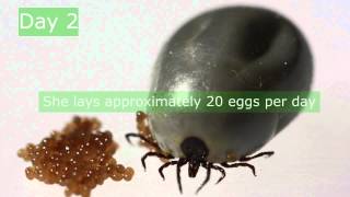 Ixodes ricinus reproduction [upl. by Kimberlyn]