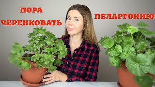 САМЫЙ ПРОСТОЙ И ЭФФЕКТИВНЫЙ способ укоренения черенков пеларгонии [upl. by Adnocahs466]