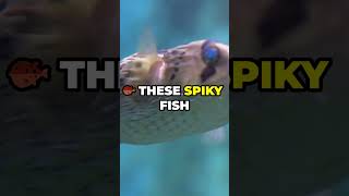 Dolphins Getting High on Pufferfish  🐬😲 facts party didyouknow dolphin sea [upl. by Owiat]