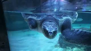 April The Sea Turtle Ambassador at SEA LIFE Loch Lomond [upl. by Harvey]