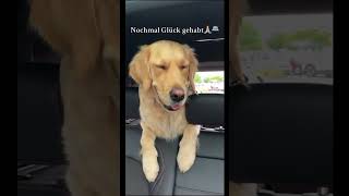 Wurdet ihr verfolgt 🚓🚴🏼‍♂️ shortsclip hund youtubeshorts goldenretriever police [upl. by Lynnworth212]