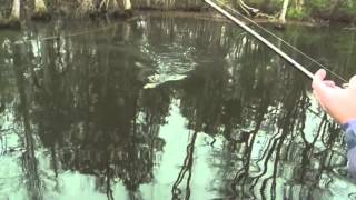 Carolinas Perfect Cast Episode 4 Segment 1 Dustin Wilks Spring Flippin [upl. by Kohn]