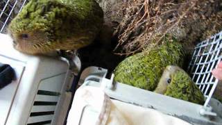 Kakapo chicks released back to the wild  2011 [upl. by Durning]