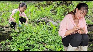 Corn care and pitiful birds for pets on the farm eat [upl. by Aratahc556]