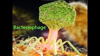 Lecture 5 Bacteriophage [upl. by Blatt]