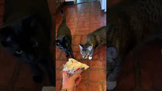 My Cats Smell Limburger Cheese For the First Time [upl. by Jarret]