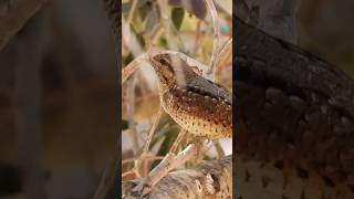 Wryneck the magic bird סבראש הציפור המכושפת צולם באשקלון [upl. by Alessandro]