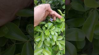 Lignum Vitae both a blessing amp a curse to the garden viral shorts shortvideo [upl. by Darej]