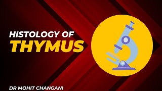 Histology of the Thymus  Structural Explanation with Microscopic Slides [upl. by Ibbob]