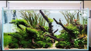 Aquascape Build Step by Step  Nature Aquarium Tutorial in an Eheim Clearscape 200 90x50x45cm [upl. by Renny]