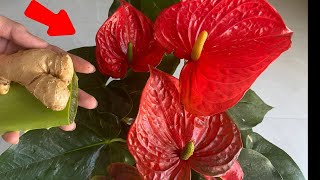 Take care of anthurium plants with fresh ginger and aloe vera Love anthuriums [upl. by Tia]