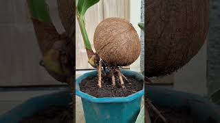 How to germinate coconut seed [upl. by Dlanigger]