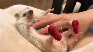 CUTEST HEDGEHOG EVER  COMPLICATION  2017  PART 1 [upl. by Marchall877]